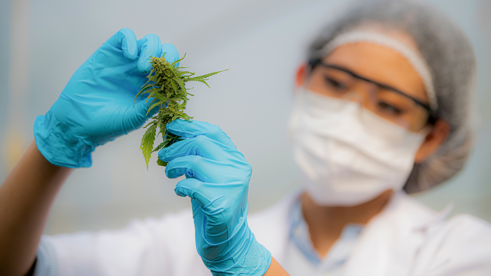 קנביס רפואי