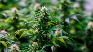 קנביס רפואי